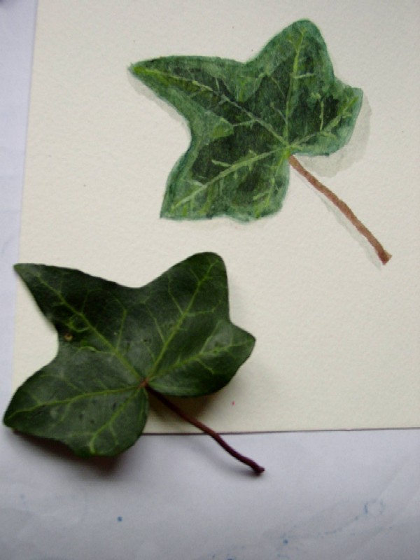 Disegno naturalistico 3 Lezione